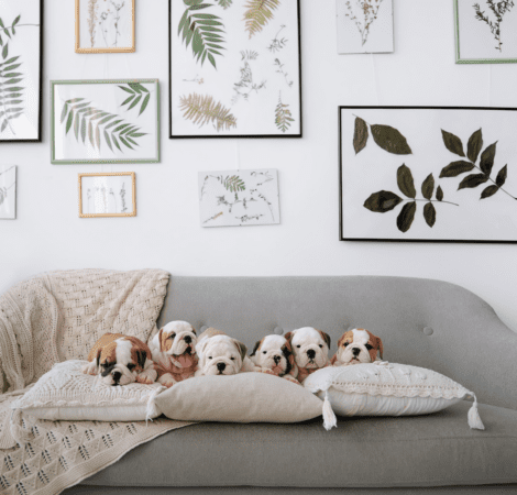 A group of dogs laying on pillows in front of a wall.